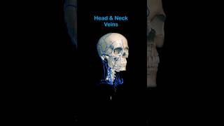 Head amp Neck Veins 3D animation shorts medical anatomy [upl. by Lani]