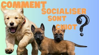 Comment socialiser Son Chiot Les erreurs a ne pas Faire ⚠️ [upl. by Yenroc873]