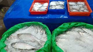 digha mohona fish market [upl. by Casimire866]