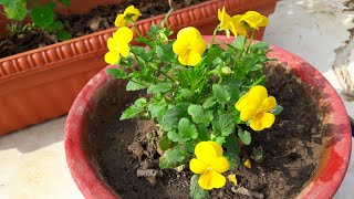 Viola Plant Care and Propagation  How to Grow and Care Viola  Little Pansy Plant [upl. by Carlene467]