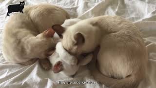 Tonkinese cat care and characteristics [upl. by Halliday]