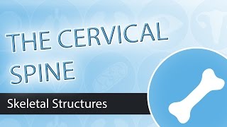 Skeletal Structures The Cervical Spine [upl. by Rosane]