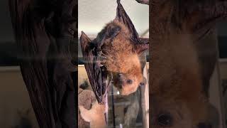 Habt ihr Euch schon mal gefragt wie Fledermäuse pinkeln  🧐🦇🚽 fledermaus bat shorts [upl. by Lorre]