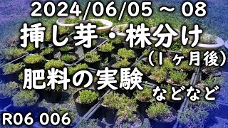 【芝桜】芝桜の挿し芽・株分けの結果（約1ヶ月後）＆剪定後の様子などなど r06 006 [upl. by Olifoet340]