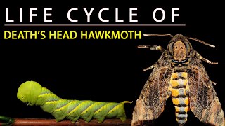 LIFE CYCLE OF DEATHS HEAD HAWK MOTH 🦋  Acherontia styx [upl. by Donni]