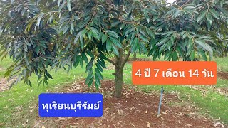 ทุเรียน 4 ปี 7 เดือน 14 วัน durain fruit ทุเรียน ทุเรียนสาว ของดีโนนสุวรรณ บุรีรัมย์ thailand [upl. by Roddie]