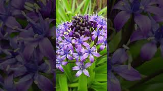 Scilla peruviana  Portuguese squill shorts [upl. by Htelimay70]