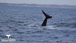 Humpback Whale Tail Sailing [upl. by Silera]