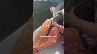 Family Works Together To Rescue Suffocating Turtle  The Dodo [upl. by Nosyarg716]