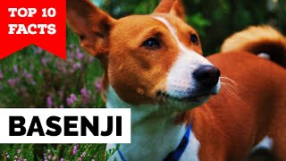 Basenji  Top 10 Facts [upl. by Timotheus]