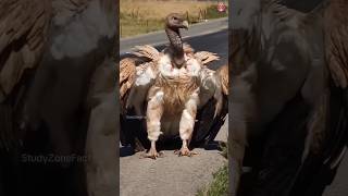 Interesting Facts About Vulture Bird  Vulture Bird Attack shorts animals vultures [upl. by Ajani]