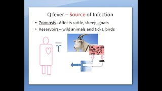 Microbiology 412 a Q fever Coxiella burnetii bacteria coccobacilli inhalation [upl. by Auqinot198]