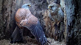 Young Male Kestrel Meets His Match in Courtship  Athena amp Apollo  Robert E Fuller [upl. by Adarbil320]