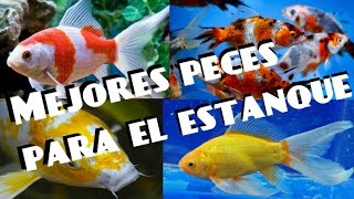 MEJORES PECES PARA ESTANQUE  Peces de agua fría [upl. by Aramak]