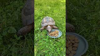 La Tortue dHermann  Hermann’s tortoise tortoise tortoiselove tortoiseslife nature tortue [upl. by Sherill]