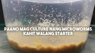 How To Culture Microworms Without Starter Paano Mag Culture Nang Microworms Na Walang Starter [upl. by Fred]