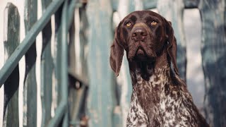 The Amazing German Wirehaired Pointer An Overview of its Unique Physical Characteristics [upl. by Aicinod]