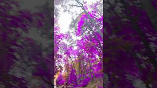 Este filtro convierte todo lo verde en morado ✨💜🤩 rain morado viralvideo [upl. by Hump975]