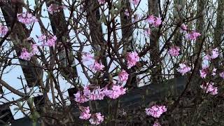 Kikeleti bangita Viburnum bodnantense [upl. by Micaela74]