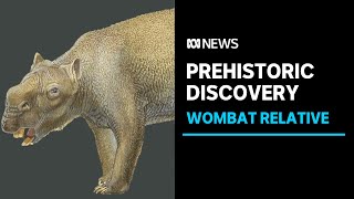 Prehistoric skeletons of Australias giant wombat Diprotodon excavated in the Pilbara I ABC NEWS [upl. by Ahsil300]