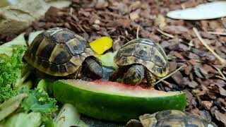 Hermanns Tortoise care [upl. by Adia618]