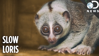 Everything You Need To Know About The Slow Loris [upl. by Corotto]