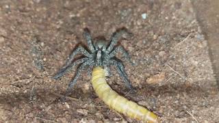 Wolf Spider Feeding [upl. by Llemhar694]