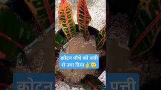 Croton plant propagation shorts shortvideo shortsvideo ytshorts youtubeshorts skills [upl. by Inad620]