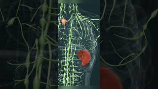 lymphatic system 3d Animation anatomy animation 3danimation lymphdrainage [upl. by Dor]