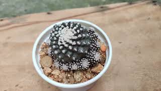 Copiapoa Cactus [upl. by Etam710]