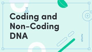 Y1112 Biology Coding and NonCoding DNA [upl. by Thorman]