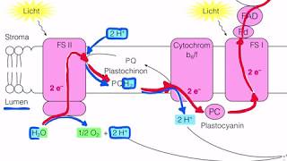 Lichtreaktion der Fotosynthese [upl. by Retlaw]