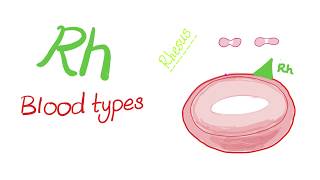 Rh “Rhesus” Blood Types  Are you positive or negative  Hematology [upl. by Reimer]