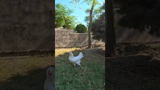 White British Araucana Pullet Kurdistan Araucana Chicken Poultry [upl. by Sira]