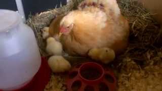 Baby Chickens with Mother  RIR x White Leghorn [upl. by Willow]