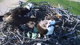 Sandpoint Osprey 7 4 15 615pm LVWOTWoF Birdcams [upl. by Thea]