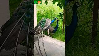 peacock🦚😍 peacockfeathers peacockvoice mor mayur birds peafowl peacockrangoli nature pets [upl. by Tedric]