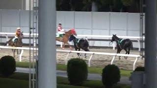 【落馬後の2頭】メイスター賞 ケンキートス号ampバロックダンス号 2024年5月8日（水）川崎競馬場 [upl. by Flossi]