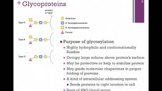 079Glycoproteins [upl. by Calise]