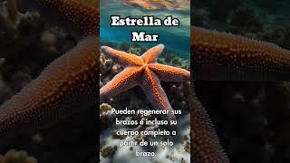 ⭐ Regeneración de la estrella de mar 💫EstrelladeMar AnimalesMarinos VidaMarina Shorts [upl. by Trebleht497]