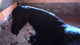 Home Videos Horse Fart Nr20 [upl. by Shirleen752]