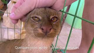 Rescate de una Onza o Jaguarundi animal salvage [upl. by Notxed]