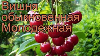 Вишня обыкновенная Молодежная molodezhnaia 🌿 обзор как сажать саженцы вишни Молодежная [upl. by Eiblehs]