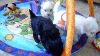 Maltipoo Puppies Playing [upl. by Retsub417]