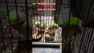 Funny Parrot Compilation  Alexandrine Parrot Talking Parrots Fun Time funny parrot compilation [upl. by Iv]