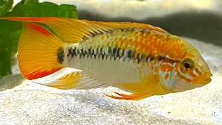 Apistogramma Cichlid  Complete Care amp Breeding Guide [upl. by Huberty]