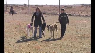 En Socuéllamos cuentan con una pista para entrenar galgos [upl. by Annocahs435]