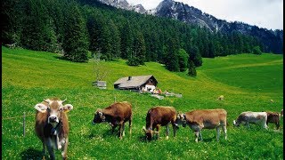 HEIDIDORF  Paisajes de la tierra de Heidi en Maienfeld  Suiza [upl. by Ylas]