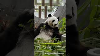 Panda Escapes Zoo Enclosure Then Staff Follows Her 😲 animals [upl. by Earb]