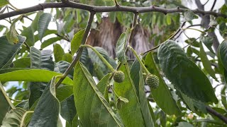 Rollinia tree 🌳setting fruits June 1 2021 [upl. by Ahseekan]